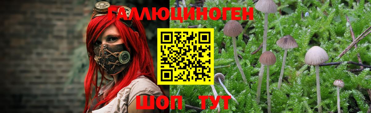 Псилоцибиновые грибы прущие грибы Кубинка